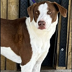 Photo of Baxter