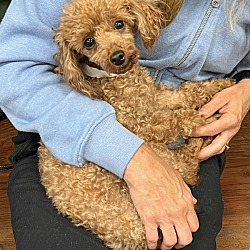 Photo of Ruby