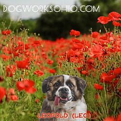 Thumbnail photo of Leopold #2