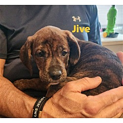 Photo of Jive