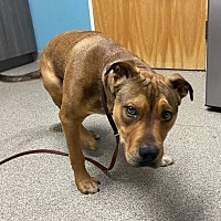 adopt a pet