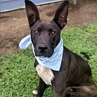 adopt a pet