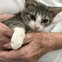 adopt a pet