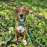 adopt a pet