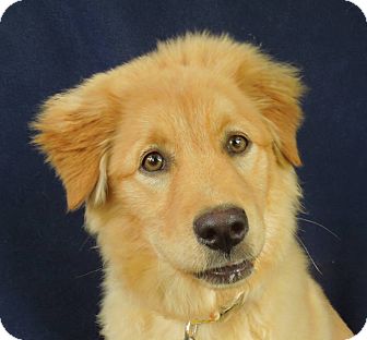 Charlotte Nc Golden Retriever Meet Zoey A Pet For Adoption