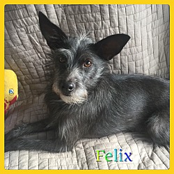 Thumbnail photo of Felix #1