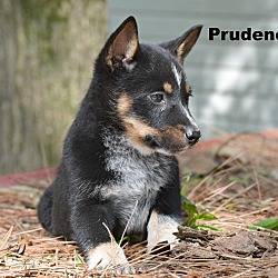 Thumbnail photo of Prudence ~ meet me! #3