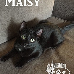 Thumbnail photo of Maisy - Play Maniac! #2