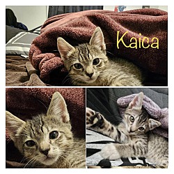 Photo of Kaica