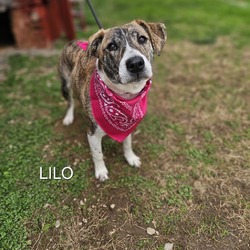 Thumbnail photo of Lilo #3