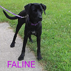 Thumbnail photo of Faline #2