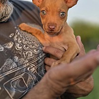adopt a pet