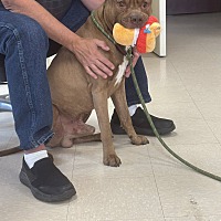 adopt a pet