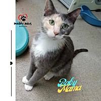 adopt a pet