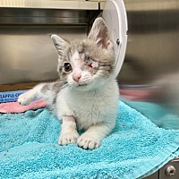 adopt a pet