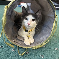 adopt a pet