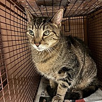 ARIES - Domestic Shorthair available for adoption