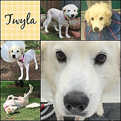 Thumbnail photo of Twyla  *Adopted #1