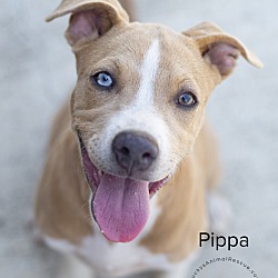 Thumbnail photo of Pippa #2