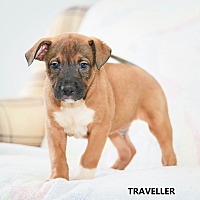Photo of Traveller