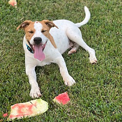 Photo of Bob - loves watermelon!