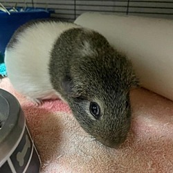 Photo of Cinnamon