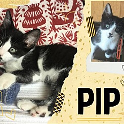 Thumbnail photo of Pip #2