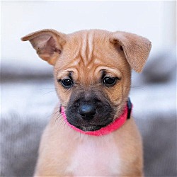 Thumbnail photo of Didi Pup - Mensa - Adopted! #3