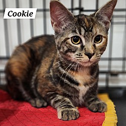 Thumbnail photo of Cookie #2