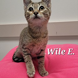 Thumbnail photo of Wile E. #3