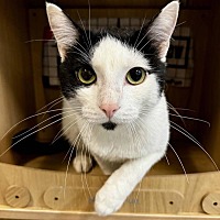 adopt a pet