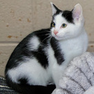 Adopt A Pet :: Gideon - Versailles, KY