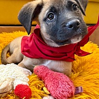 adopt a pet