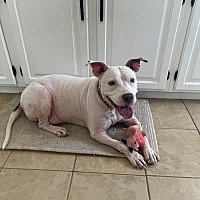 adopt a pet