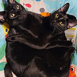 bonded pet photo