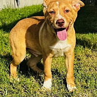 adopt a pet
