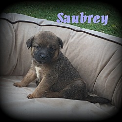 Thumbnail photo of Saubrey #4
