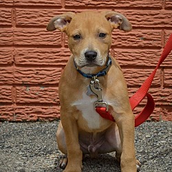 Thumbnail photo of Leon-Adopted! #3