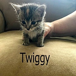 Thumbnail photo of Twiggy #4