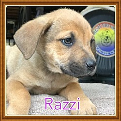 Thumbnail photo of Razzi #2