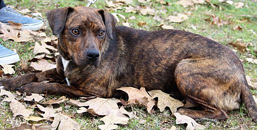 Nashville Tn Mountain Cur Meet Cady A Pet For Adoption - 