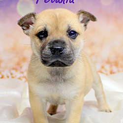 Thumbnail photo of Petunia~adopted! #1