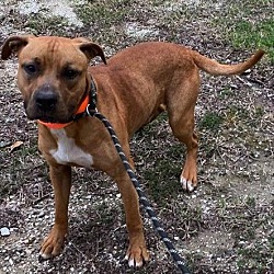 Columbus County Animal Shelter in Whiteville, North Carolina