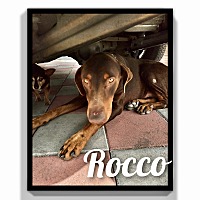 Photo of Rocco needs love