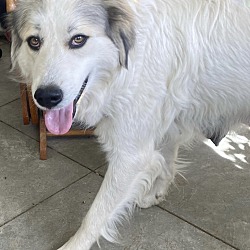 Photo of Gracie