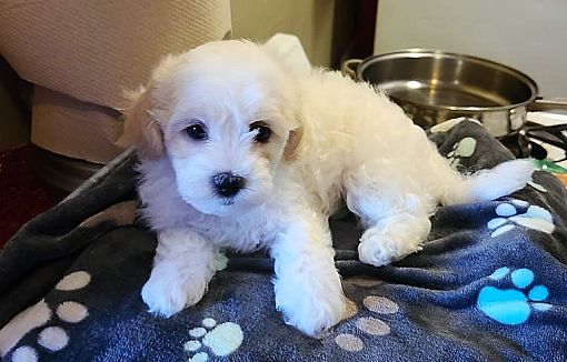 Maltese Poodle Toy Or Tea Cup