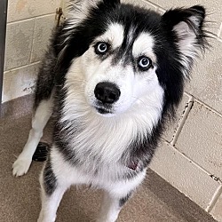 Photo of Mozzie