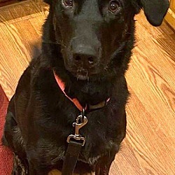 Photo of Dixie Lab/Shep Mix Adorable Loving People & Dogs