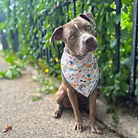 adopt a pet