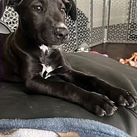 adopt a pet